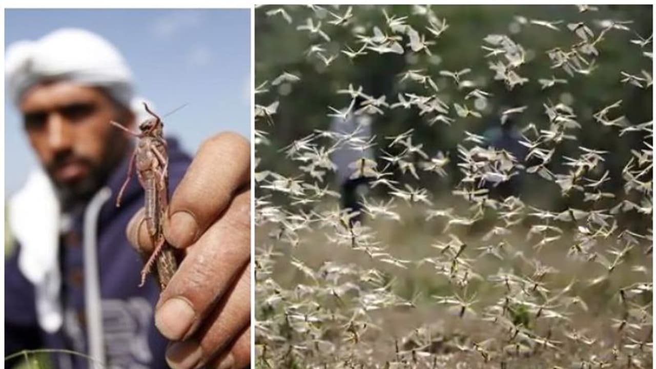 തമിഴ്നാട്ടിലും വെട്ടുകിളി ആക്രമണം: കേരളാതിർത്തിയിലുള്ള നീലഗിരിയിലും കൃഷിനാശം തമിഴ്നാട്ടിലും വെട്ടുകിളി ആക്രമണം: കേരളാതിർത്തിയിലുള്ള നീലഗിരിയിലും കൃഷിനാശം