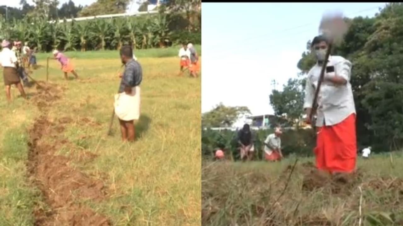 'സുഭിക്ഷകേരളം' ഏറ്റെടുത്ത് രാജാക്കാട്ടെ കര്ഷക കൂട്ടായ്മ; പാടശേഖരം പാട്ടത്തിനെടുത്ത് കൃഷി 'സുഭിക്ഷകേരളം' ഏറ്റെടുത്ത് രാജാക്കാട്ടെ കര്ഷക കൂട്ടായ്മ; പാടശേഖരം പാട്ടത്തിനെടുത്ത് കൃഷി