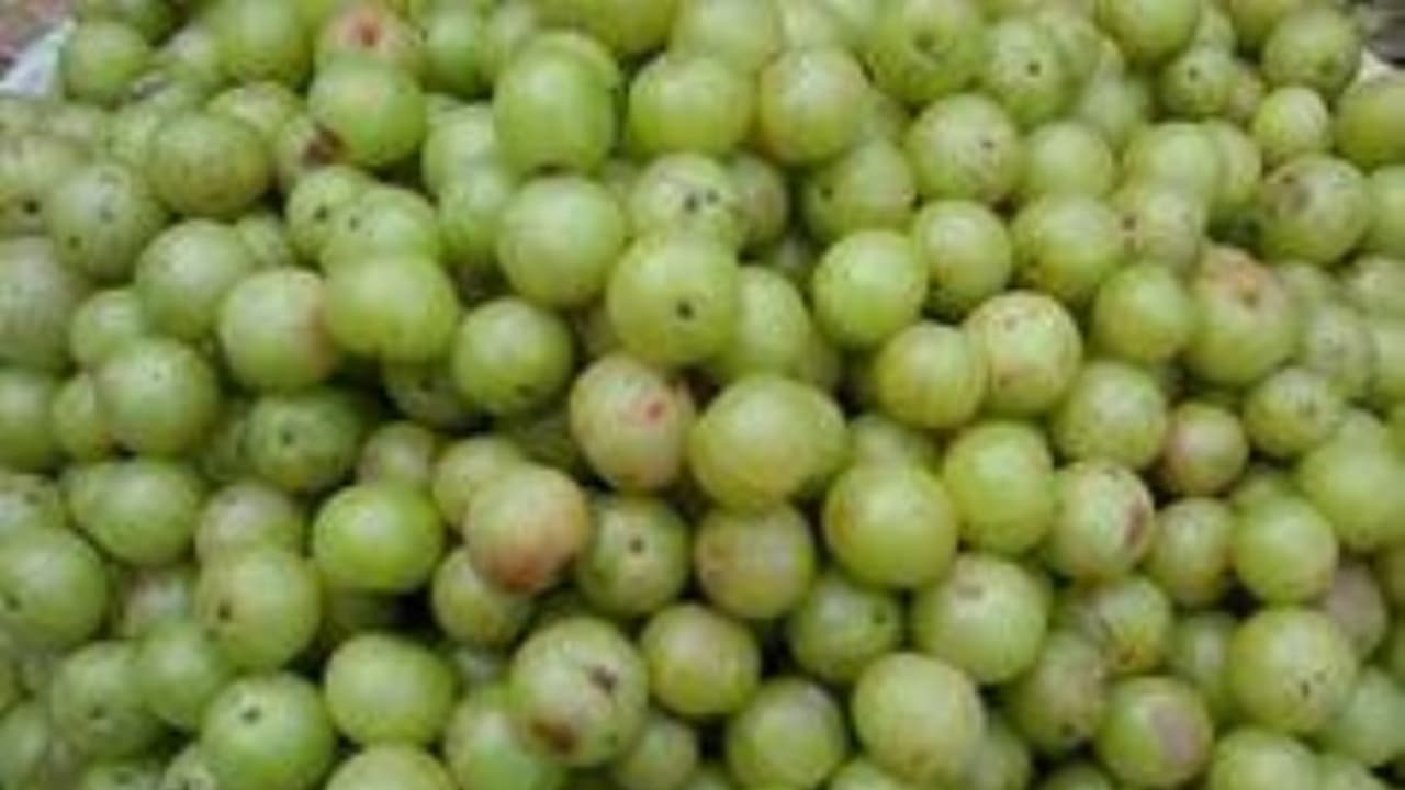 இலுப்பை பூவில் பொதிந்து கிடக்கும் மருத்துவ குணங்கள்… இலுப்பை பூவில் பொதிந்து கிடக்கும் மருத்துவ குணங்கள்…