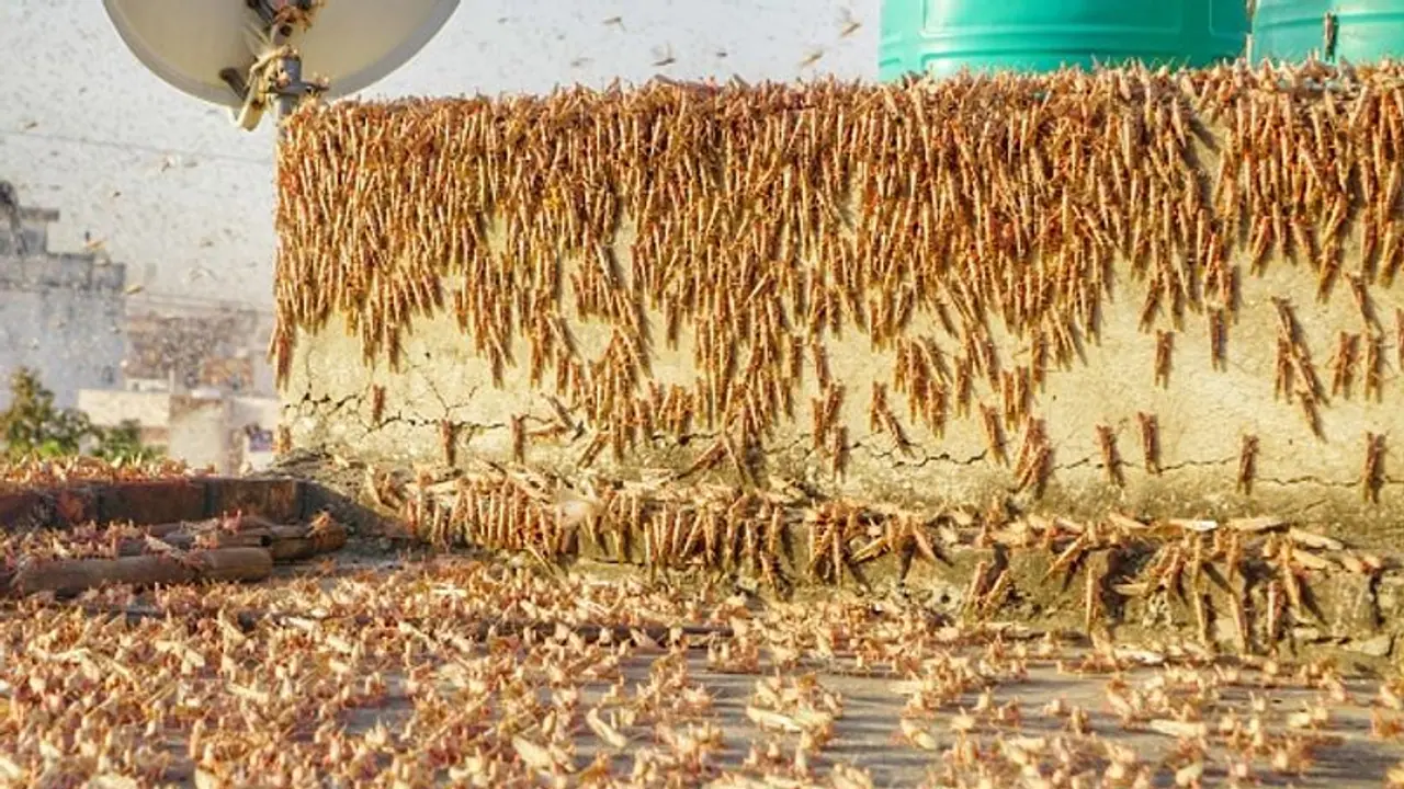 ಉತ್ತರ, ಪೂರ್ವ ದಿಕ್ಕಿನತ್ತ ಮಿಡತೆ ಸೈನ್ಯ: ಕರ್ನಾಟಕದಲ್ಲಿ ದಾಳಿ ಸಾಧ್ಯತೆ ಕ್ಷೀಣ! ಉತ್ತರ, ಪೂರ್ವ ದಿಕ್ಕಿನತ್ತ ಮಿಡತೆ ಸೈನ್ಯ: ಕರ್ನಾಟಕದಲ್ಲಿ ದಾಳಿ ಸಾಧ್ಯತೆ ಕ್ಷೀಣ!