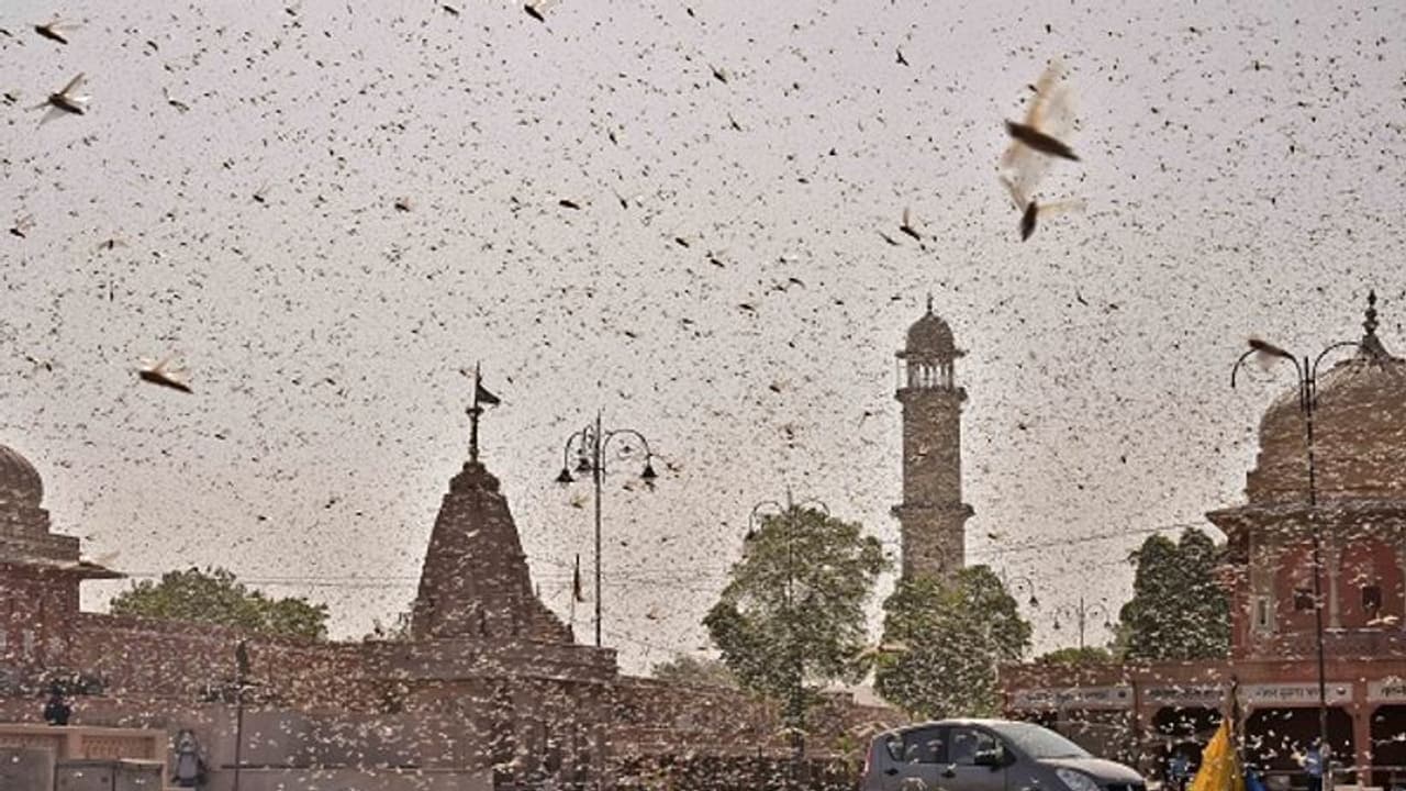 লাখ লাখ পঙ্গপাল এবার এগোচ্ছে দেশের রাজধানী আক্রমণে, শত্রু বিনাশে ময়দানে নামল ড্রোন লাখ লাখ পঙ্গপাল এবার এগোচ্ছে দেশের রাজধানী আক্রমণে, শত্রু বিনাশে ময়দানে নামল ড্রোন