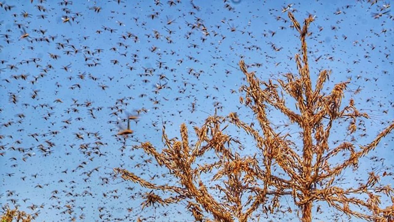 రాష్ట్రంపై దాడికి మిడతల దండు సిద్ధం: అధికారులు అప్రమత్తం! రాష్ట్రంపై దాడికి మిడతల దండు సిద్ధం: అధికారులు అప్రమత్తం!