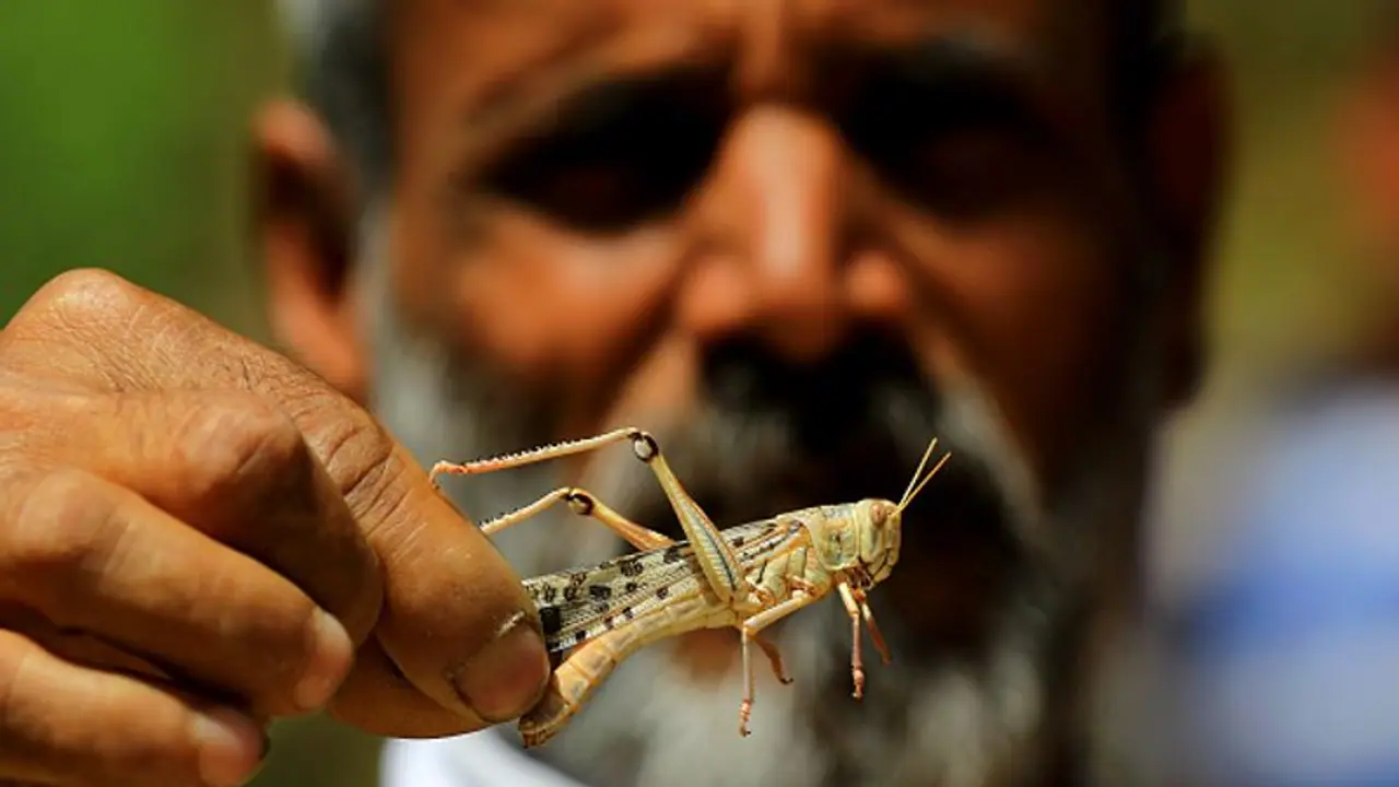 കൊവിഡിനിടെ ആശങ്കയായി വെട്ടുകിളിക്കൂട്ടം; തടഞ്ഞില്ലെങ്കിൽ ഭക്ഷ്യ ക്ഷാമം കൊവിഡിനിടെ ആശങ്കയായി വെട്ടുകിളിക്കൂട്ടം; തടഞ്ഞില്ലെങ്കിൽ ഭക്ഷ്യ ക്ഷാമം