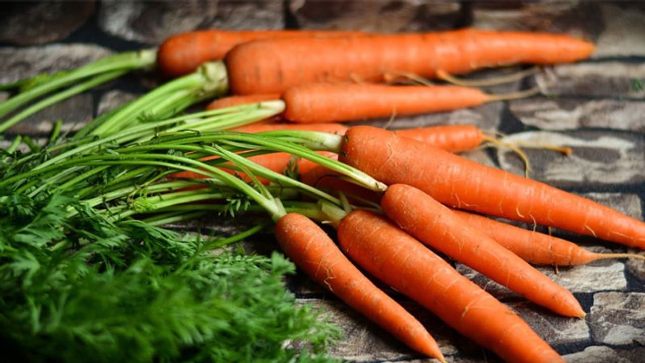 ഈ പച്ചക്കറികളും പഴങ്ങളും വളര്‍ത്തുനായയ്ക്കും നല്‍കാം; അരുമമൃഗങ്ങള്‍ക്കായും വീട്ടില്‍ കൃഷി ചെയ്യാം