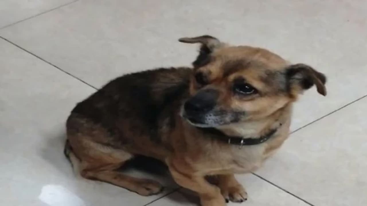 కిచెన్లో అంట్లు తోముతున్న కుక్క: సోషల్ మీడియాలో ఫోటో వైరల్ కిచెన్లో అంట్లు తోముతున్న కుక్క: సోషల్ మీడియాలో ఫోటో వైరల్