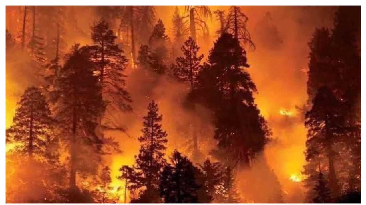 ಭಯಾನಕ ಕಾಡ್ಗಿಚ್ಚಿಗೆ ತತ್ತರಿಸಿದ ಸ್ಪೇನ್‌, ಪೋರ್ಚಗಲ್‌: ವಿಡಿಯೋ ವೈರಲ್