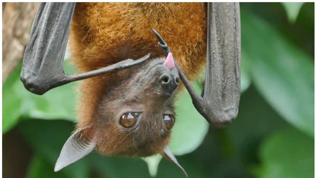 ഗൊരഖ്പുരില്‍ വവ്വാലുകള്‍ കൂട്ടത്തോടെ ചത്തു, ആശങ്ക