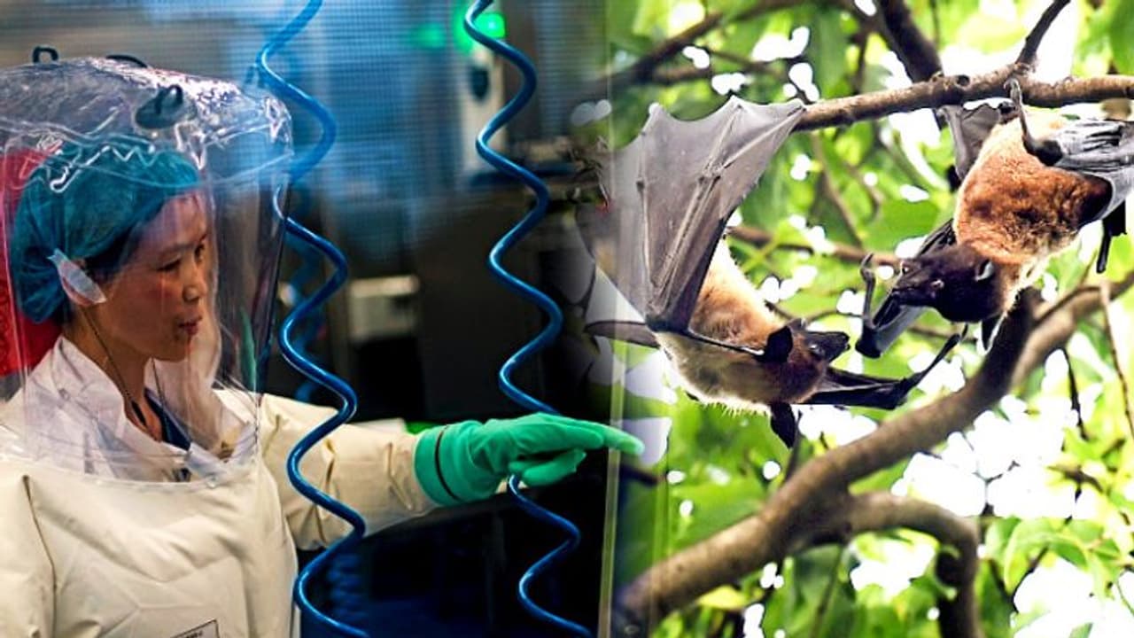 'করোনাভাইরাস হিমশৈলের চূড়ামাত্র', আরও মহামারির জন্য সতর্ক করলেন চিনা বাদুড় মানবী 'করোনাভাইরাস হিমশৈলের চূড়ামাত্র', আরও মহামারির জন্য সতর্ক করলেন চিনা বাদুড় মানবী