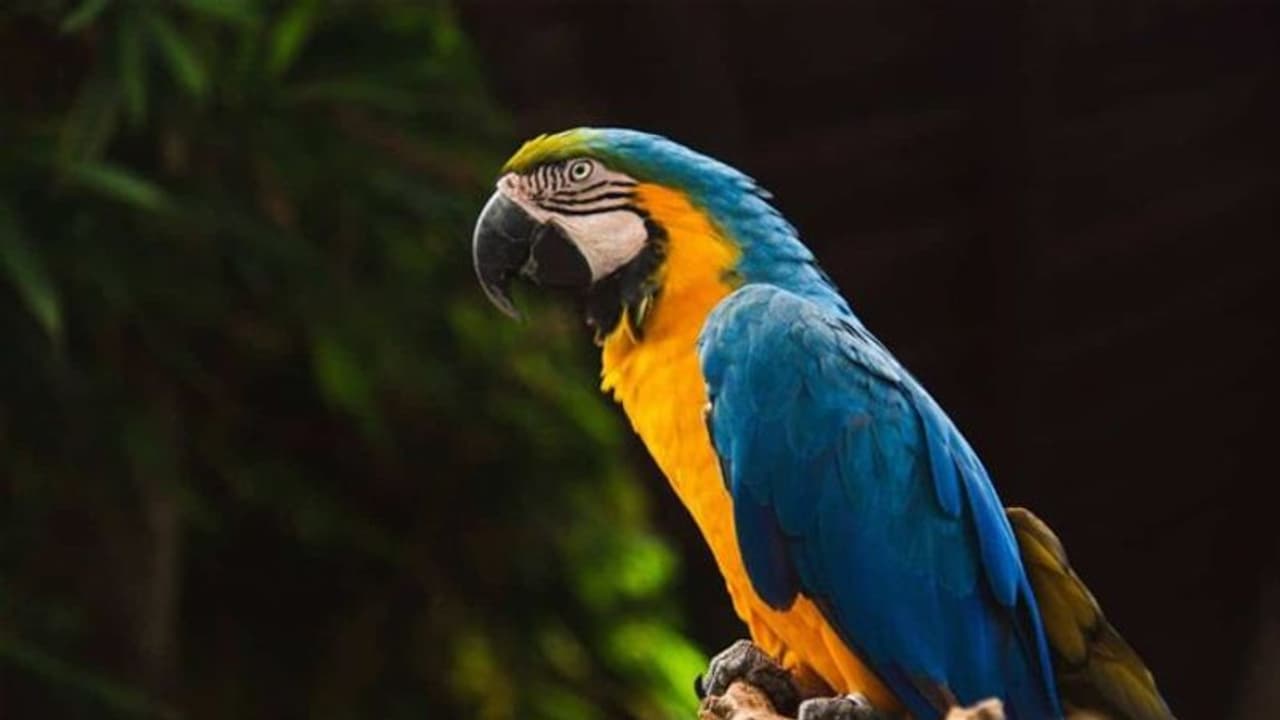 'মাম্মি, চায়ে দো' পরিষ্কার হিন্দিতে চা চাইছে টিয়া, দেখুন মজার ভিডিও 'মাম্মি, চায়ে দো' পরিষ্কার হিন্দিতে চা চাইছে টিয়া, দেখুন মজার ভিডিও