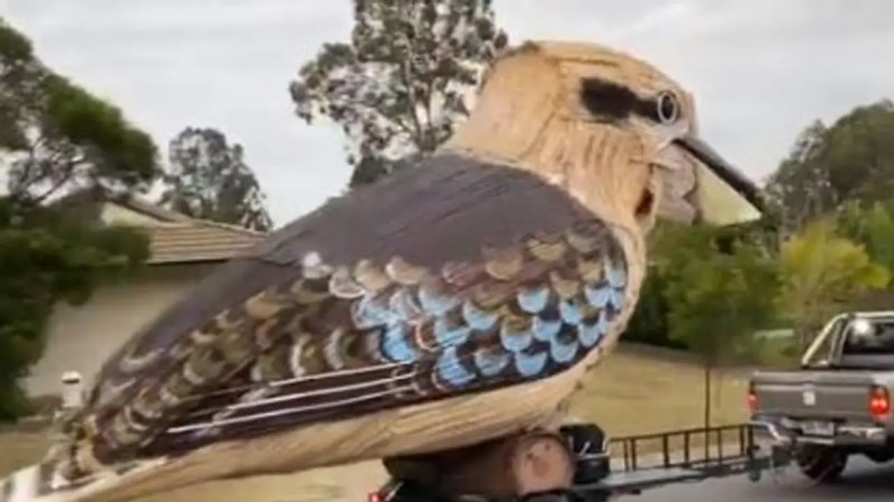 Watch: Australian man builds giant laughing kookaburra during coronavirus lockdown; Twitterati impressed Watch: Australian man builds giant laughing kookaburra during coronavirus lockdown; Twitterati impressed