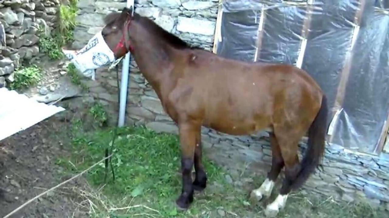 കൊവിഡ് ഭീതി; റെഡ് സോണിൽ നിന്നെത്തിയ ഉടമസ്ഥനൊപ്പം കുതിരയും ക്വാറന്റീനില് കൊവിഡ് ഭീതി; റെഡ് സോണിൽ നിന്നെത്തിയ ഉടമസ്ഥനൊപ്പം കുതിരയും ക്വാറന്റീനില്