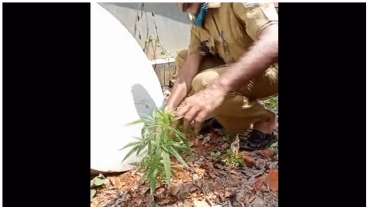 തൃശ്ശൂര്‍ നഗര മധ്യത്തിൽ കഞ്ചാവ് ചെടി; ആളെക്കുറിച്ച് സൂചനയെന്ന് എക്സൈസ്,സിസിടിവി ദൃശ്യങ്ങള്‍ പരിശോധിക്കും