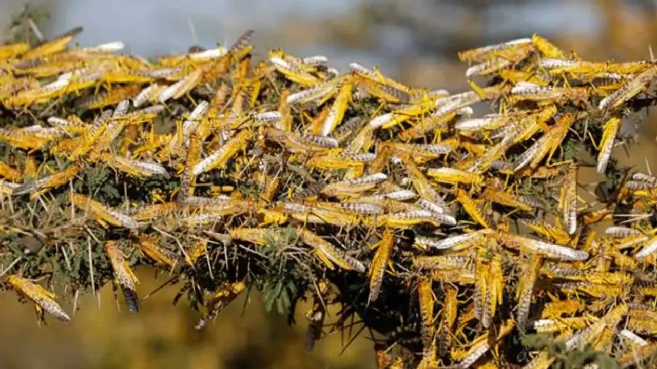 ഇന്ത്യയുടെ പേടിസ്വപ്നമായി വെട്ടുകിളികള്; മഹാരാഷ്ട്രയിലേക്കും യുപിയിലേക്കും പരക്കുന്നു, പഞ്ചാബില് ജാഗ്രത ഇന്ത്യയുടെ പേടിസ്വപ്നമായി വെട്ടുകിളികള്; മഹാരാഷ്ട്രയിലേക്കും യുപിയിലേക്കും പരക്കുന്നു, പഞ്ചാബില് ജാഗ്രത
