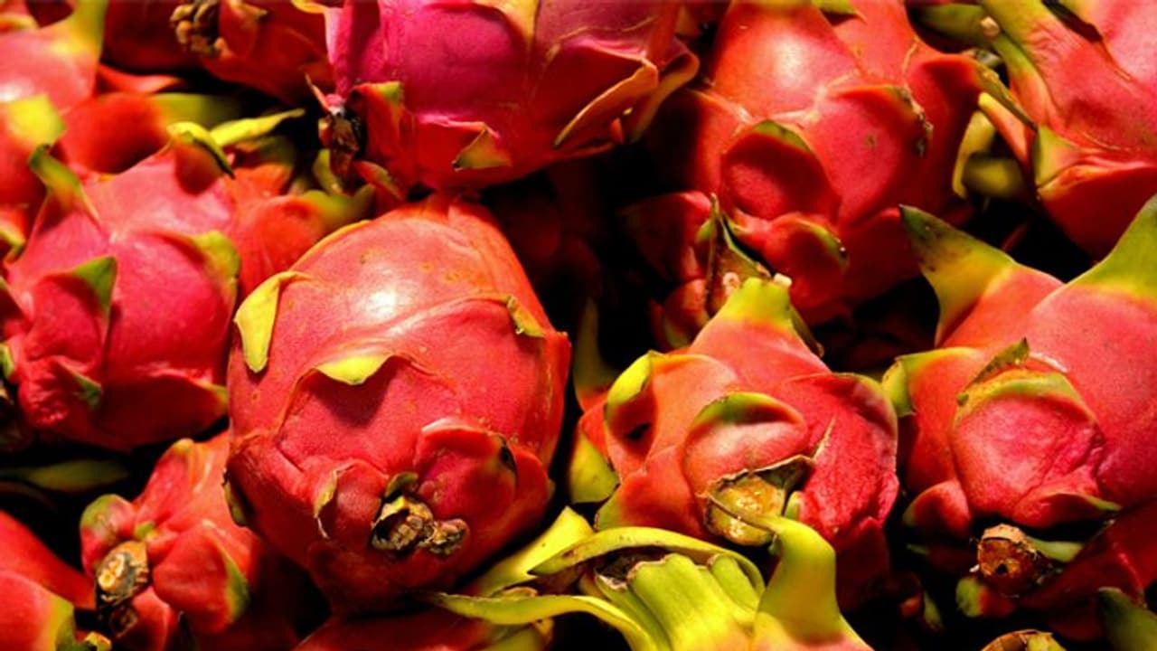 ഡ്രാഗണ്‍ ഫ്രൂട്ട് മട്ടുപ്പാവിലും വീടിനുള്ളിലും വളര്‍ത്താം; മികച്ച വരുമാനം നേടിത്തരുന്ന പഴം