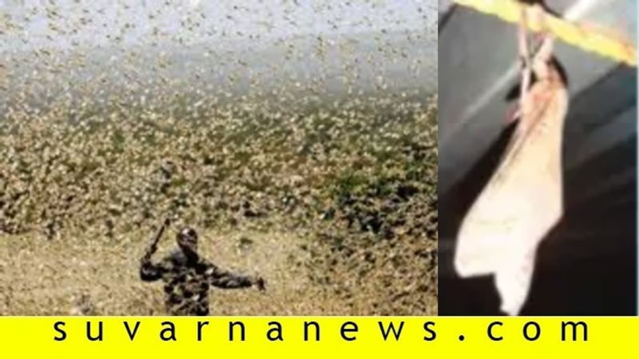 ಕಾರ್ಕಳದಲ್ಲಿ ಬೃಹತ್ ರಕ್ಕಸ ಮಿಡತೆ ಪತ್ತೆ! ಕಾರ್ಕಳದಲ್ಲಿ ಬೃಹತ್ ರಕ್ಕಸ ಮಿಡತೆ ಪತ್ತೆ!