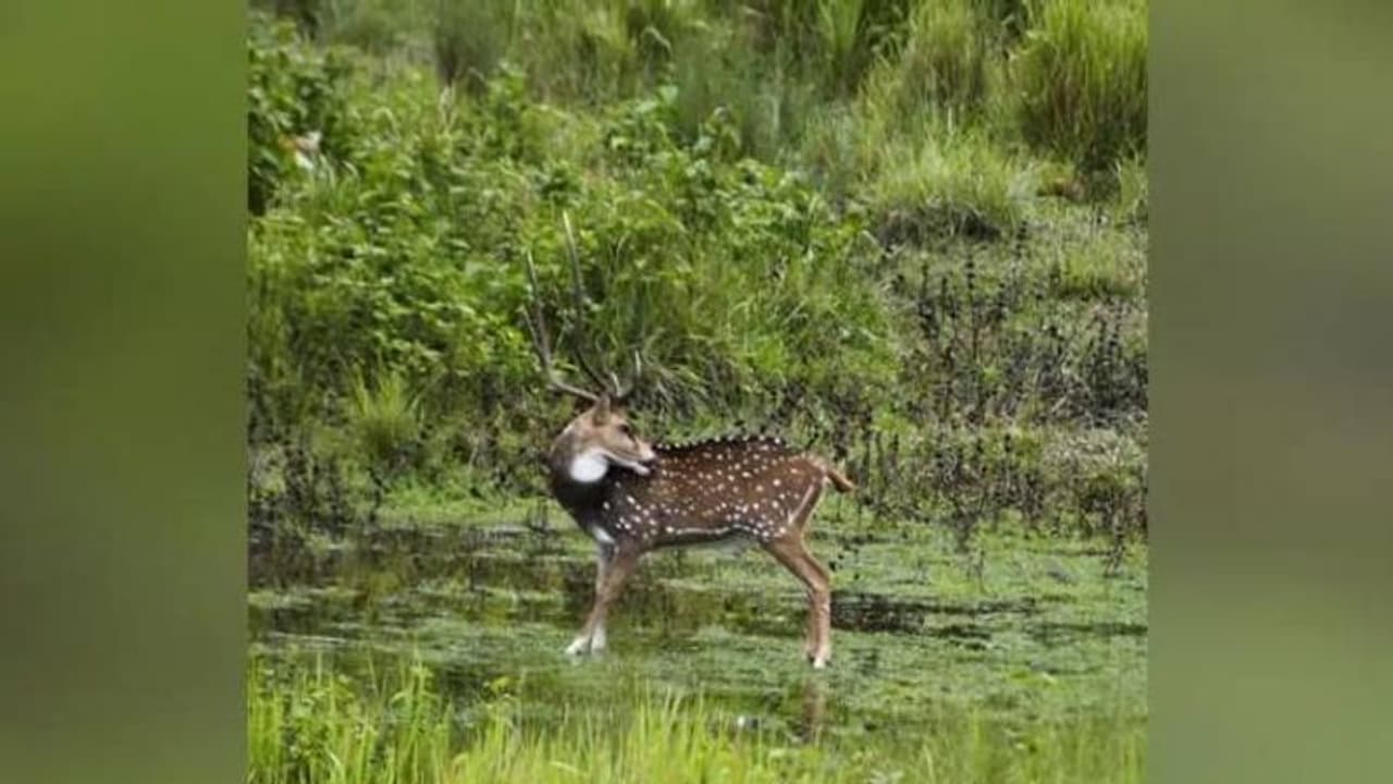 മരണം പതുങ്ങിയിരിക്കുന്ന ചിത്രം, 'വേട്ടക്കാരനെ' കണ്ടെത്താമോ ? മരണം പതുങ്ങിയിരിക്കുന്ന ചിത്രം, 'വേട്ടക്കാരനെ' കണ്ടെത്താമോ ?