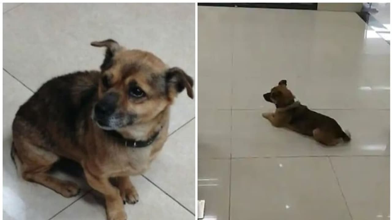 യജമാനന് കൊറോണ വൈറസിന് കീഴടങ്ങിയത് അറിഞ്ഞില്ല; ആശുപത്രിയിലെ കാത്തിരിപ്പ് തുടര്ന്ന് 'ബാവോ' യജമാനന് കൊറോണ വൈറസിന് കീഴടങ്ങിയത് അറിഞ്ഞില്ല; ആശുപത്രിയിലെ കാത്തിരിപ്പ് തുടര്ന്ന് 'ബാവോ'