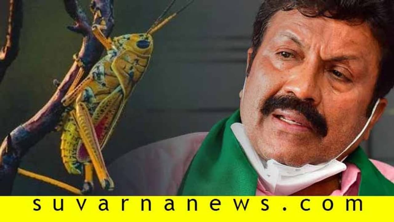 'ಮಿಡತೆ ಕರ್ನಾಟಕ ಪ್ರವೇಶಿಸುವ ಸಾಧ್ಯತೆ ಕಡಿಮೆ, ರೈತರು ಆತಂಕ ಪಡುವ ಅಗತ್ಯತೆ ಇಲ್ಲ' 'ಮಿಡತೆ ಕರ್ನಾಟಕ ಪ್ರವೇಶಿಸುವ ಸಾಧ್ಯತೆ ಕಡಿಮೆ, ರೈತರು ಆತಂಕ ಪಡುವ ಅಗತ್ಯತೆ ಇಲ್ಲ'