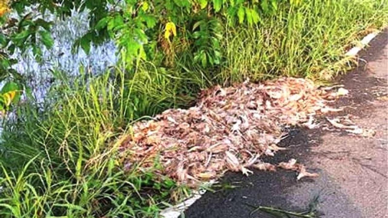 നടുറോഡില് കോഴി മാലിന്യം തള്ളി; നാട്ടുകാർ ദുരിതത്തിൽ നടുറോഡില് കോഴി മാലിന്യം തള്ളി; നാട്ടുകാർ ദുരിതത്തിൽ