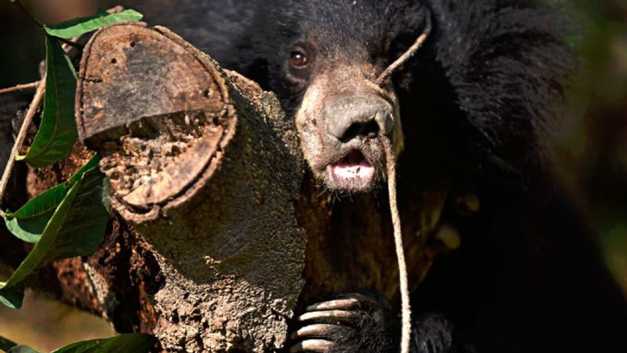 নখের আঁচড়ে উপড়ে গেল চোখ, লকডাউনের ফাঁকা রাস্তায় আচমকা ভালুকের হানা, দেখুন ভিডিও