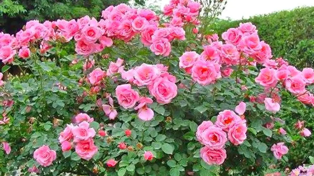 এই ফুলের গাছগুলি বাস্তু জন্য অত্যন্ত উপকারী, বাস্তুমতে জেনে নিন এর উপকারীতা