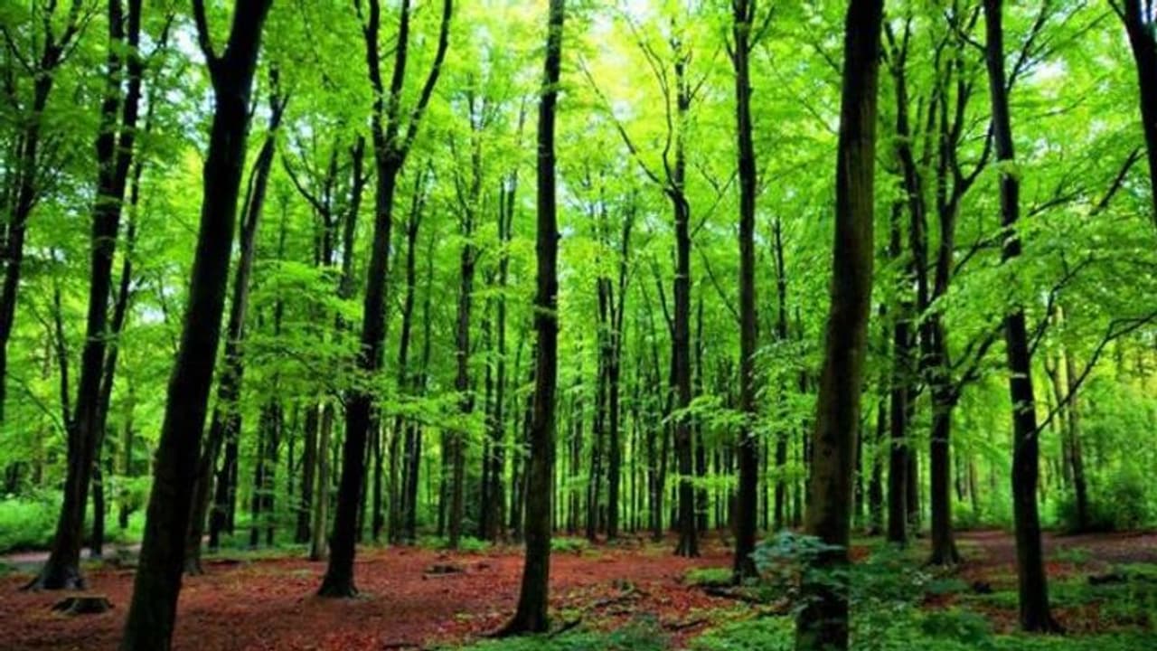 పోలీసుల నుంచి తప్పించుకోవడానికి చెట్టు ఎక్కాడు.. రెండు రోజులు అక్కడే.. పోలీసులు ఏం చేశారంటే? పోలీసుల నుంచి తప్పించుకోవడానికి చెట్టు ఎక్కాడు.. రెండు రోజులు అక్కడే.. పోలీసులు ఏం చేశారంటే?