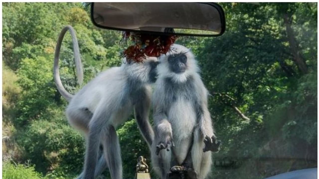 ഉത്തർപ്രദേശിൽ കൊവിഡ് ടെസ്റ്റ് സാമ്പിളുകളുമായി കുരങ്ങന്മാർ കടന്നുകളഞ്ഞു, കൊറോണാ വ്യാപന ഭീതിയിൽ നാട്ടുകാർ ഉത്തർപ്രദേശിൽ കൊവിഡ് ടെസ്റ്റ് സാമ്പിളുകളുമായി കുരങ്ങന്മാർ കടന്നുകളഞ്ഞു, കൊറോണാ വ്യാപന ഭീതിയിൽ നാട്ടുകാർ