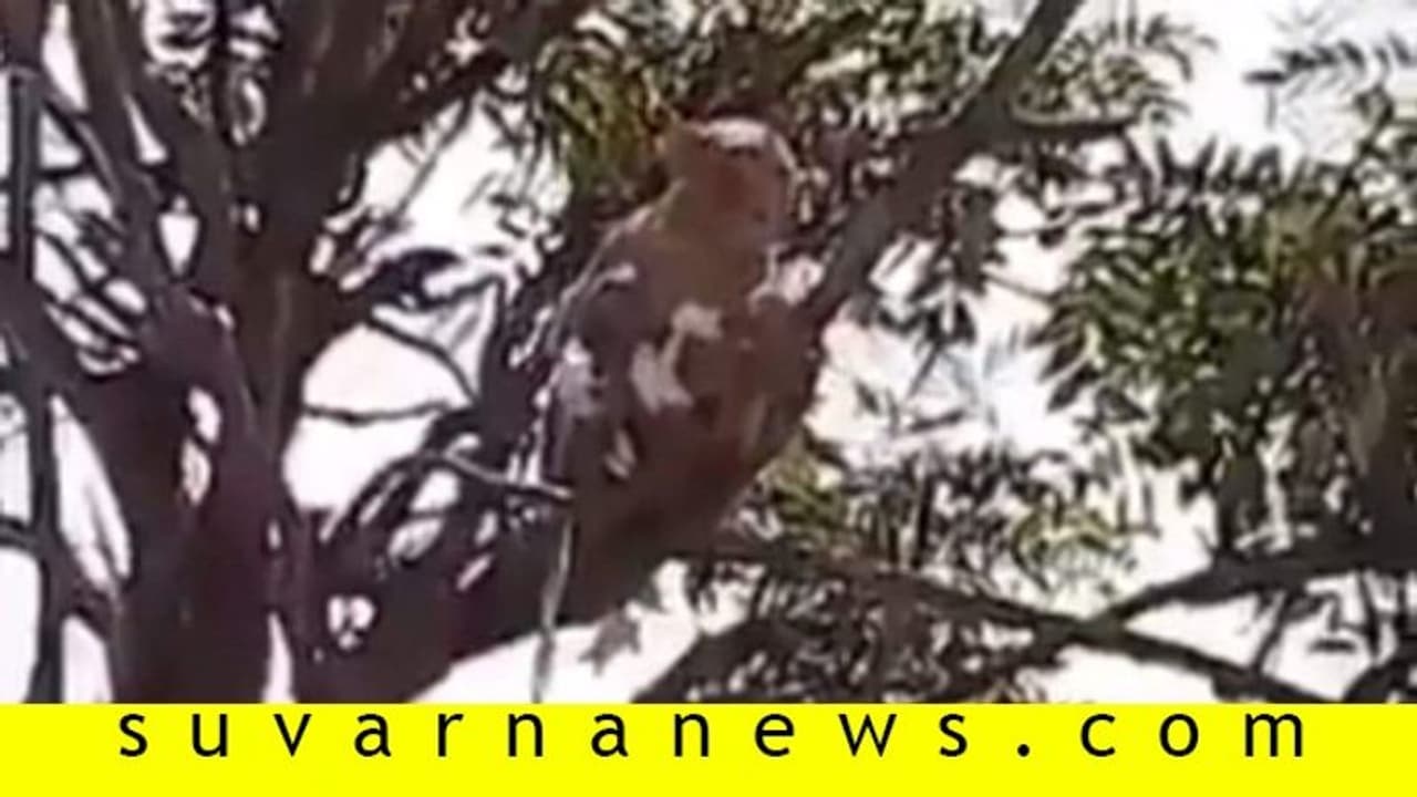 ವೈರಸ್ ಟೆಸ್ಟ್ ಸ್ಯಾಂಪಲ್ಸ್ ಹೊತ್ತೊಯ್ದ ಮಂಗಗಳು! ವೈರಸ್ ಟೆಸ್ಟ್ ಸ್ಯಾಂಪಲ್ಸ್ ಹೊತ್ತೊಯ್ದ ಮಂಗಗಳು!