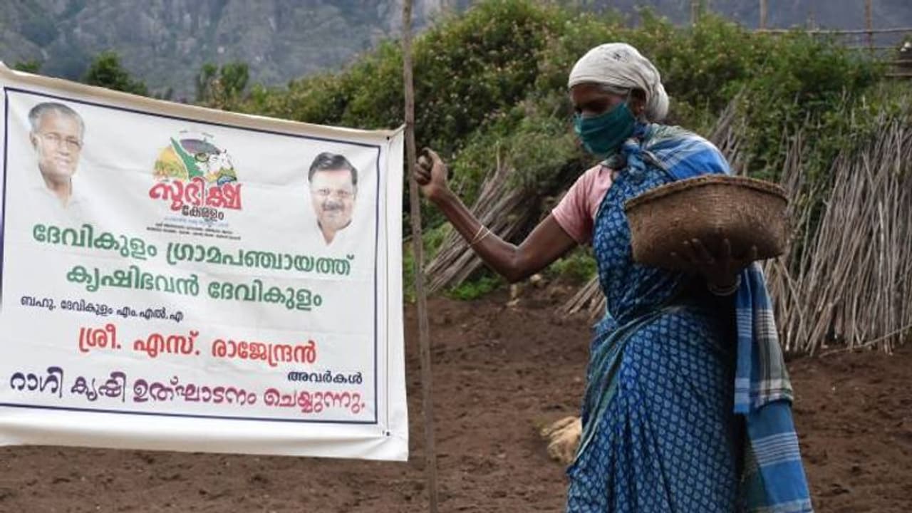 സുഭിക്ഷ കേരളം പദ്ധതിയിലൂടെ പരമ്പരാഗത കൃഷി തിരികെ എത്തിക്കാന് ദേവികുളം ഗ്രാമ പഞ്ചായത്ത് സുഭിക്ഷ കേരളം പദ്ധതിയിലൂടെ പരമ്പരാഗത കൃഷി തിരികെ എത്തിക്കാന് ദേവികുളം ഗ്രാമ പഞ്ചായത്ത്
