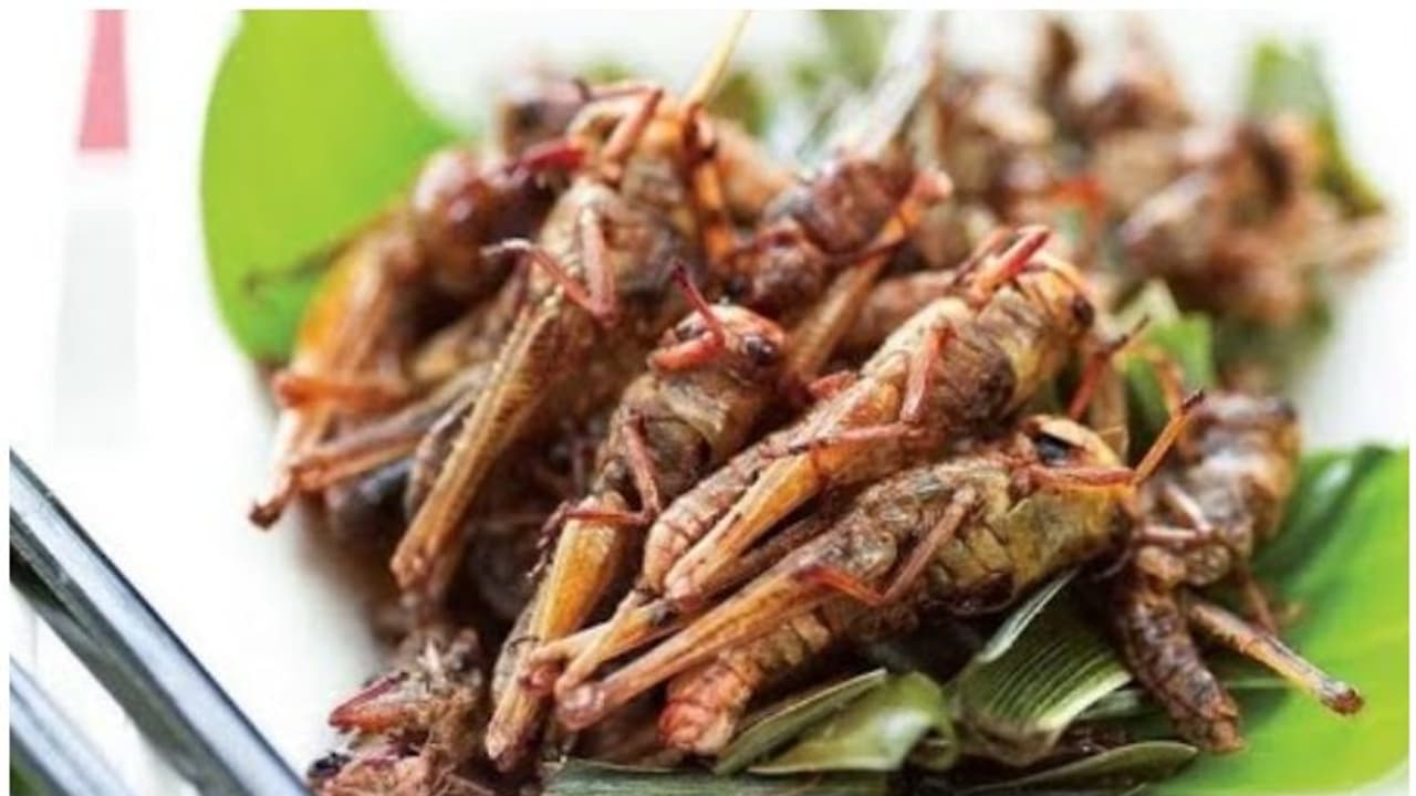 കൃഷി നശിപ്പിക്കുന്ന വെട്ടുകിളികളെ പിടികൂടി പൊരിച്ചു തിന്നാൽ എന്തെങ്കിലും കുഴപ്പമുണ്ടോ?