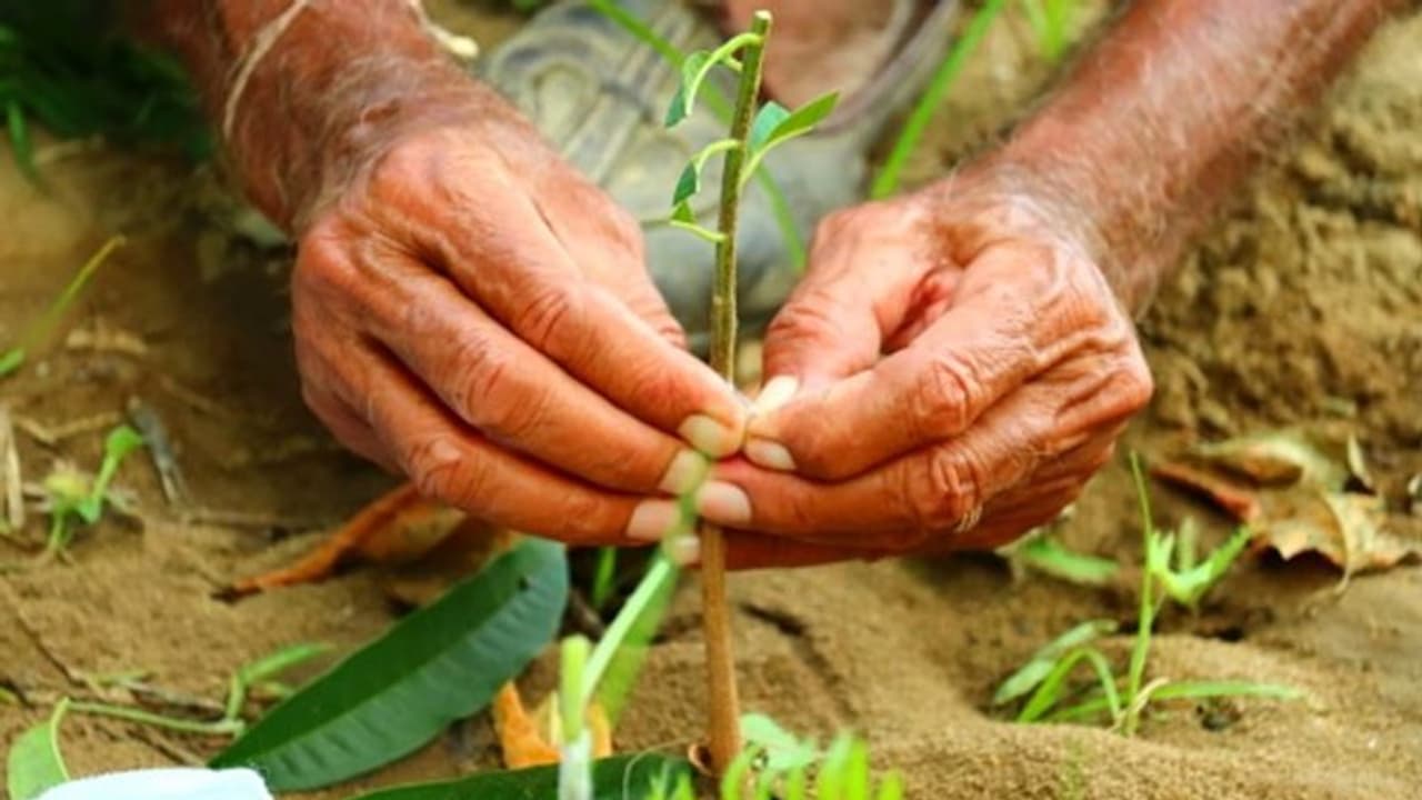 বৃষ্টিতেই শহরের রাস্তায় হবে বনসৃজন, দূষণ কমাতে সাড়ে ছয় কোটি গাছ বসাবে রাজ্য
