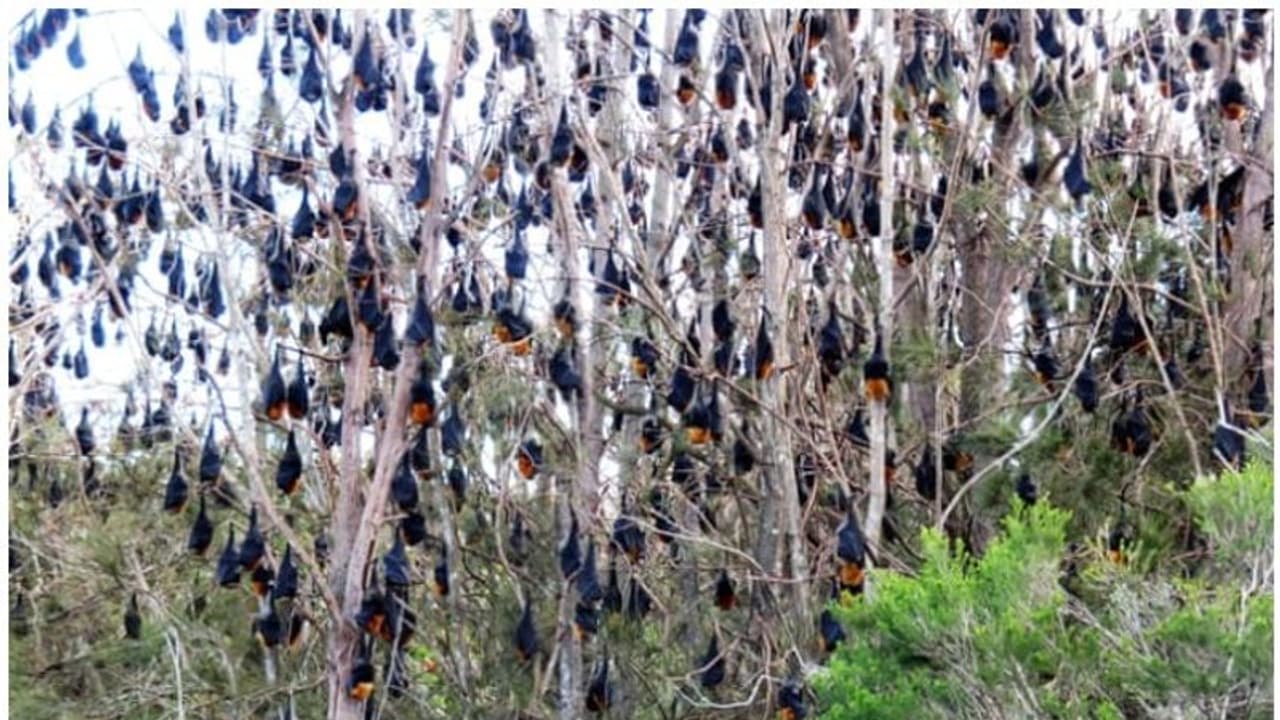 വവ്വാലുകളെ ദൈവമായിക്കണ്ട് ആരാധിക്കുന്ന ഇന്ത്യയിലെ ഈ ഗ്രാമത്തെ കുറിച്ചറിയാം വവ്വാലുകളെ ദൈവമായിക്കണ്ട് ആരാധിക്കുന്ന ഇന്ത്യയിലെ ഈ ഗ്രാമത്തെ കുറിച്ചറിയാം