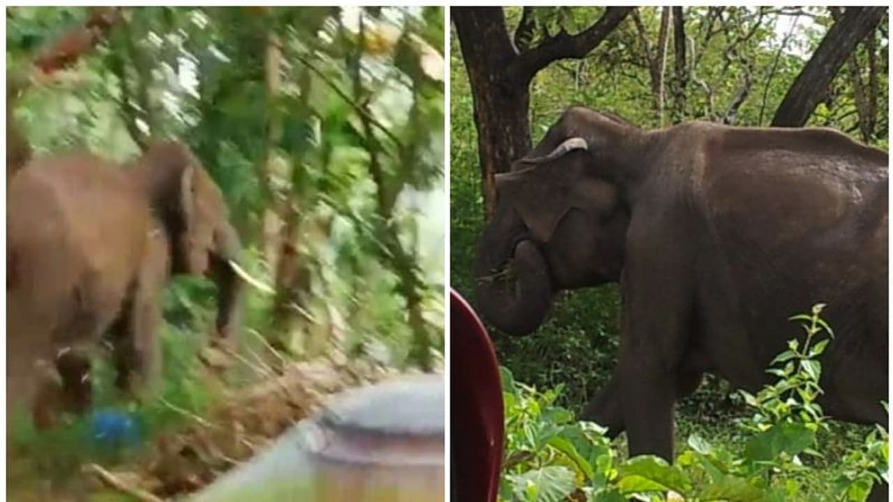 പത്തനാപുരത്ത് കാട്ടാന ആക്രമണം, പഞ്ചായത്ത് അംഗമടക്കം രണ്ടുപേര്ക്ക് പരിക്ക് പത്തനാപുരത്ത് കാട്ടാന ആക്രമണം, പഞ്ചായത്ത് അംഗമടക്കം രണ്ടുപേര്ക്ക് പരിക്ക്