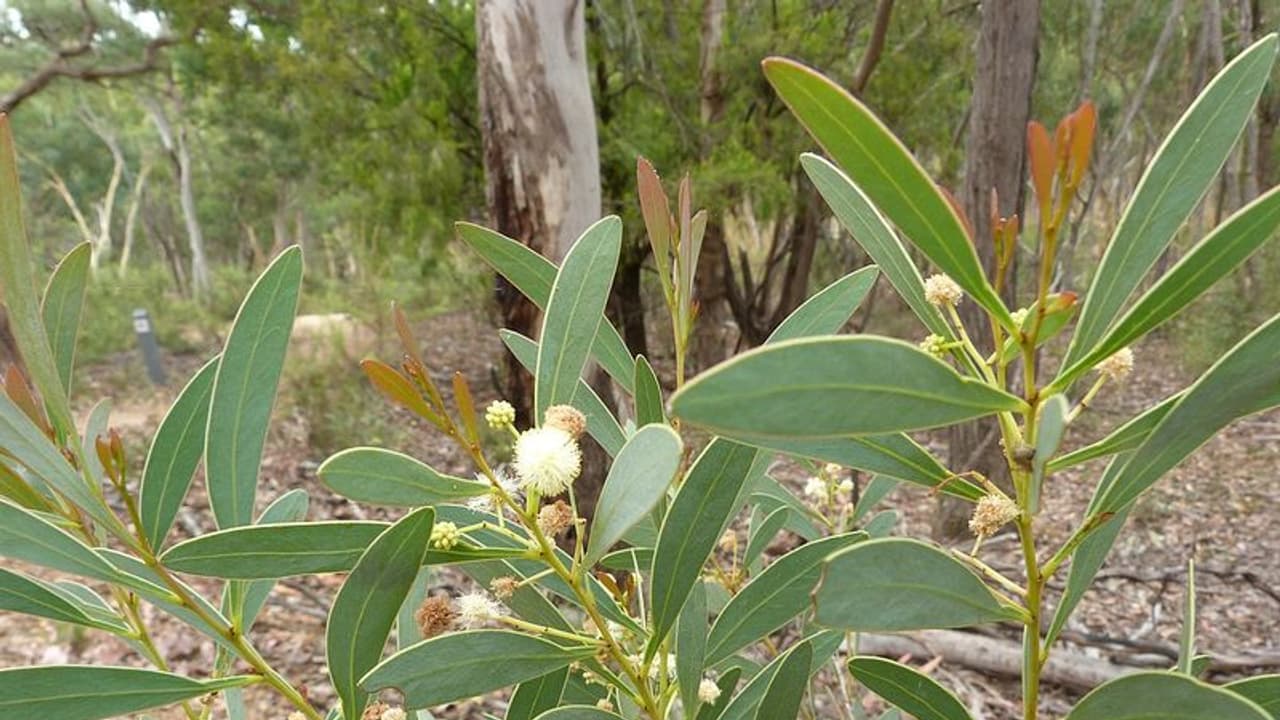 ಅಕೇಶಿಯಾ ನೆಡುತೋಪಿನ ಕತೆ ಏನು? ಅಕೇಶಿಯಾ ನೆಡುತೋಪಿನ ಕತೆ ಏನು?