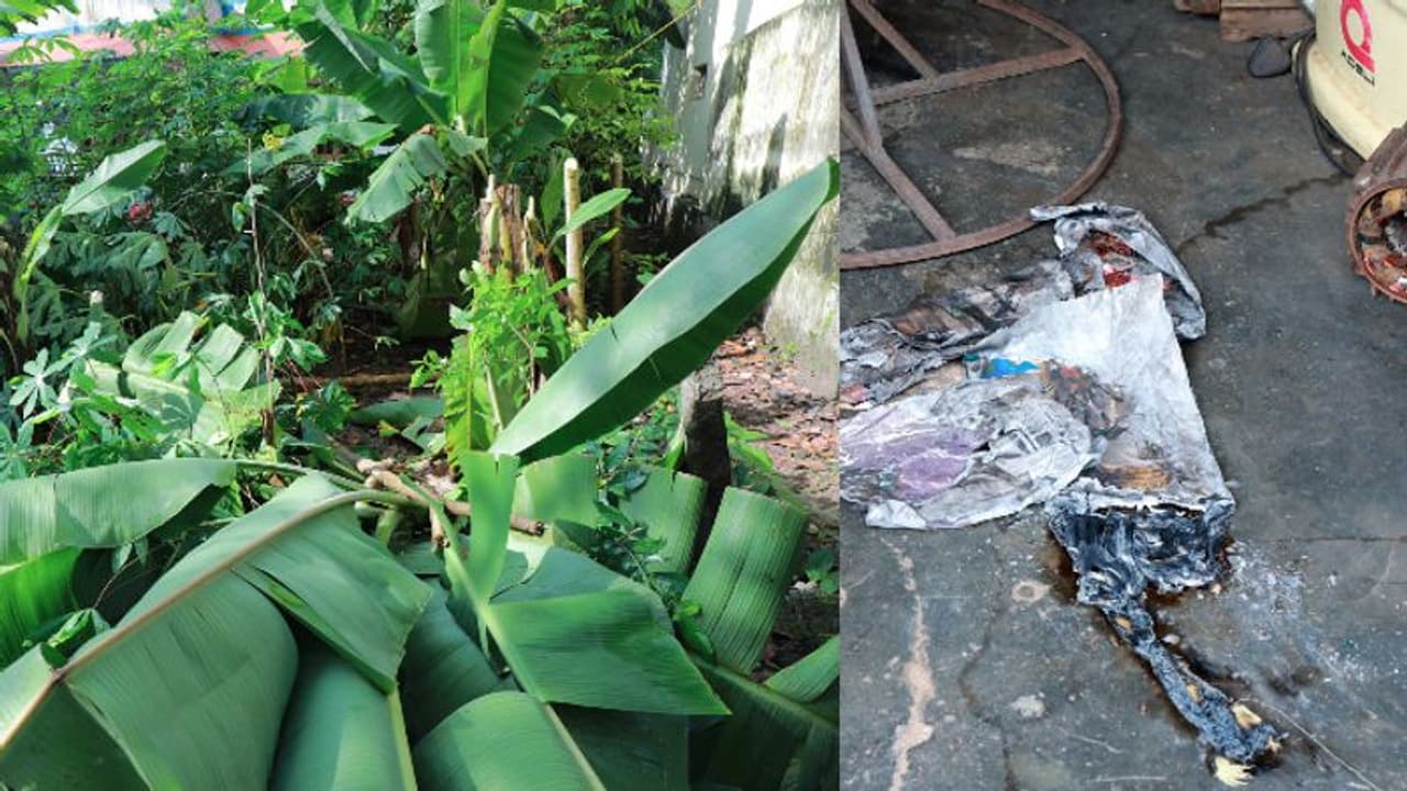 മാന്നാറില്‍ സാമൂഹ്യവിരുദ്ധർ കരക്കൃഷികൾ നശിപ്പിച്ചു; കടയ്ക്ക് തീയിടാനും ശ്രമം