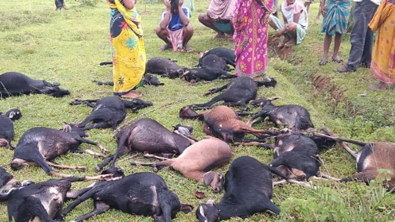 ঝাড়গ্রামে কালবৈশাখীর গ্রাসে ২৩ ছাগল, নিঃস্ব হতদরিদ্র একাধিক পরিবার ঝাড়গ্রামে কালবৈশাখীর গ্রাসে ২৩ ছাগল, নিঃস্ব হতদরিদ্র একাধিক পরিবার