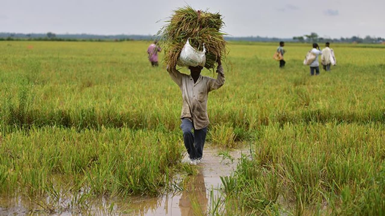 మిరిగం 'మృగశిర' కార్తె మిరిగం 'మృగశిర' కార్తె