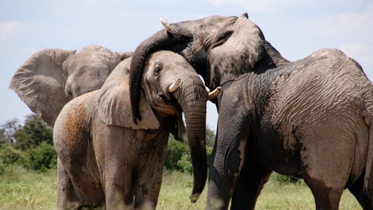 கர்ப்பிணி யானையை படுபாதகமாக இப்படி கொலை செய்திருக்கிறது ஒரு கிராமம். துடிதுடித்த யானை.. இதயத்தை இழந்த மக்கள்.! கர்ப்பிணி யானையை படுபாதகமாக இப்படி கொலை செய்திருக்கிறது ஒரு கிராமம். துடிதுடித்த யானை.. இதயத்தை இழந்த மக்கள்.!