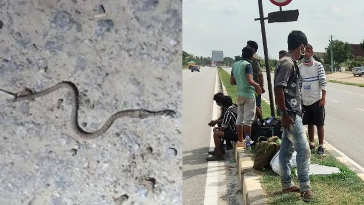 അമ്മയെ കാണാൻ 2000 കി.മി കാല്നടയാത്ര; വീട്ടിലെത്തിയതിന് പിന്നാലെ പാമ്പുകടിയേറ്റ് 23കാരന് മരിച്ചു അമ്മയെ കാണാൻ 2000 കി.മി കാല്നടയാത്ര; വീട്ടിലെത്തിയതിന് പിന്നാലെ പാമ്പുകടിയേറ്റ് 23കാരന് മരിച്ചു