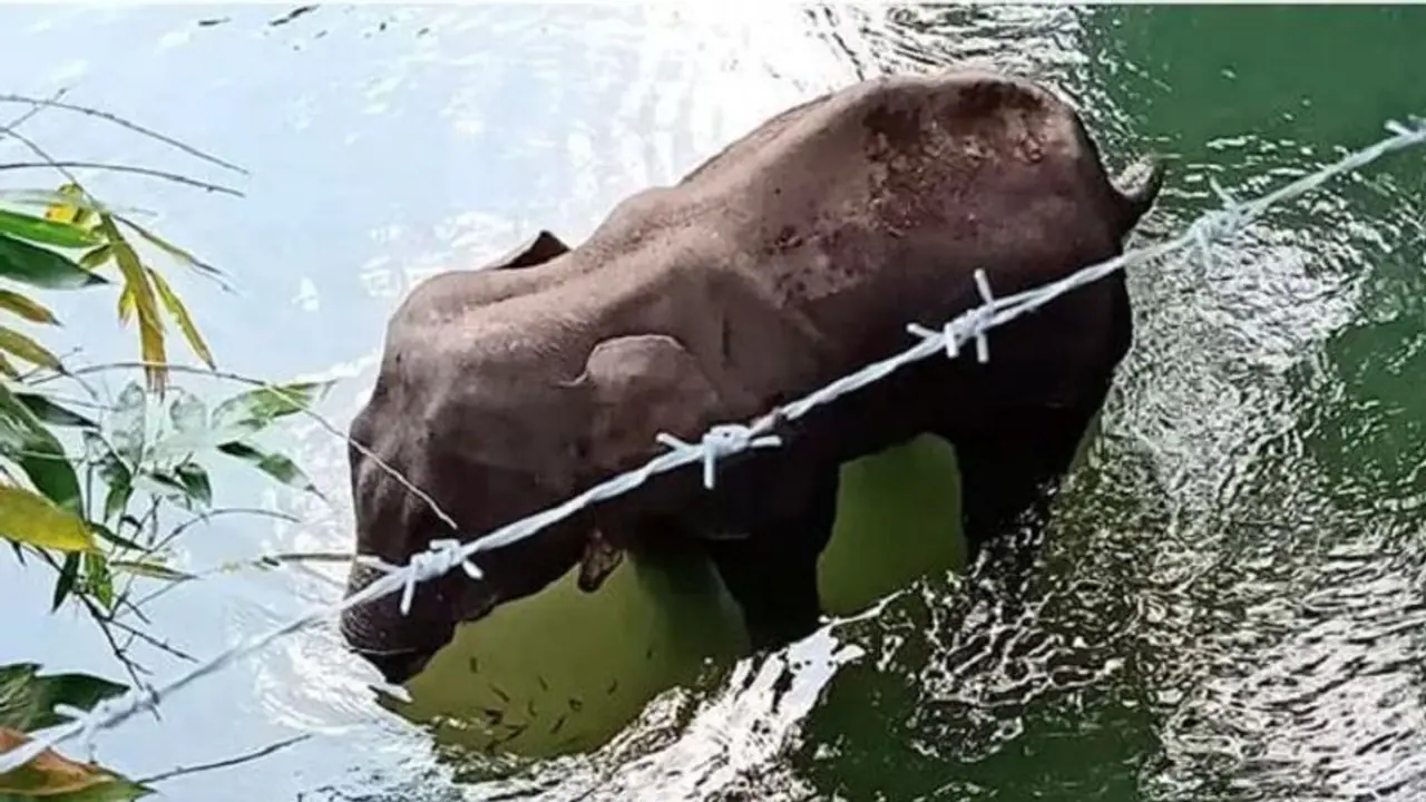 ಗರ್ಭಿಣಿ ಆನೆಗೆ ಸ್ಫೋಟಕವಿಟ್ಟು ಹಣ್ಣು ನೀಡಿದ ದುರುಳರು, ನರಕವೇದನೆಯಿಂದ ಪ್ರಾಣಬಿಟ್ಟ ಗಜ!