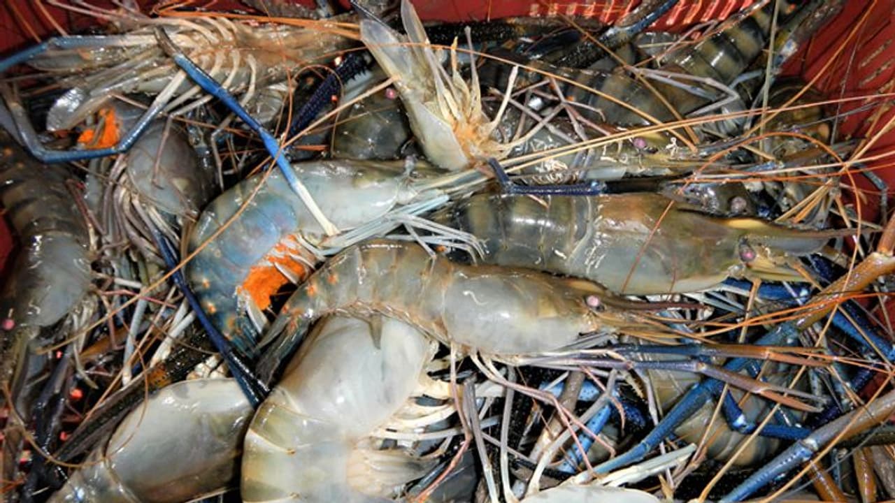 ഇക്വഡോറില് നിന്ന് ഇറക്കുമതി ചെയ്ത ചെമ്മീനില് കൊറോണ വൈറസ് കണ്ടെത്തിയെന്ന് ചൈന ഇക്വഡോറില് നിന്ന് ഇറക്കുമതി ചെയ്ത ചെമ്മീനില് കൊറോണ വൈറസ് കണ്ടെത്തിയെന്ന് ചൈന