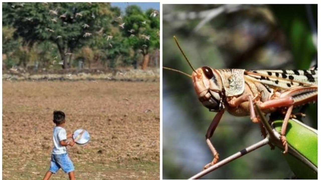 വെട്ടുകിളി ഭീഷണിയിൽ ഝാര്ഖണ്ഡും; പാത്രം മുട്ടിയും ചെണ്ട കൊട്ടിയും ഓടിച്ചുകൊള്ളാൻ കർഷകർക്ക് സർക്കാർ നിർദേശം വെട്ടുകിളി ഭീഷണിയിൽ ഝാര്ഖണ്ഡും; പാത്രം മുട്ടിയും ചെണ്ട കൊട്ടിയും ഓടിച്ചുകൊള്ളാൻ കർഷകർക്ക് സർക്കാർ നിർദേശം