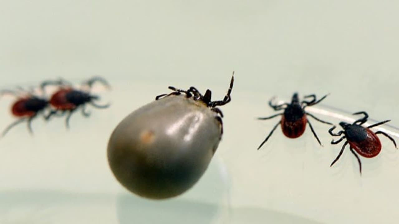 করোনা সংক্রমণ থেকে রক্ষা পায়নি রাশিয়া, এবার নতুন বিদপ রক্ত চোষা কীটের তাণ্ডব