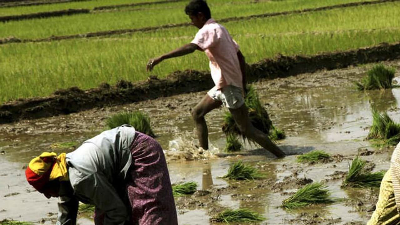 एक देश एक बाजार; मोदी सरकार में किसानों के लिए बदलेगा 65 साल पुराना आवश्यक वस्तु अधिनियम एक देश एक बाजार; मोदी सरकार में किसानों के लिए बदलेगा 65 साल पुराना आवश्यक वस्तु अधिनियम