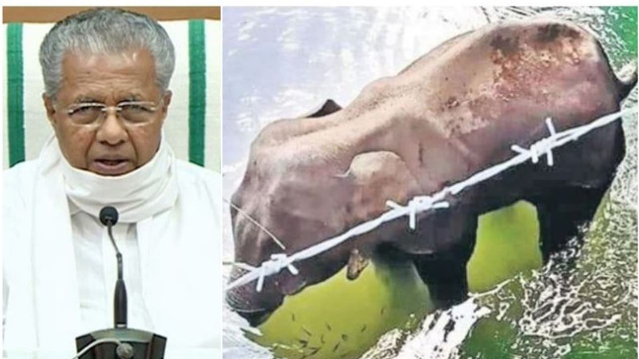 സ്ഫോടകവസ്തു കടിച്ച് ആന ചരിഞ്ഞ സംഭവം; വിശദ അന്വേഷണത്തിന് ടീമിനെ അയച്ചെന്ന് മുഖ്യമന്ത്രി സ്ഫോടകവസ്തു കടിച്ച് ആന ചരിഞ്ഞ സംഭവം; വിശദ അന്വേഷണത്തിന് ടീമിനെ അയച്ചെന്ന് മുഖ്യമന്ത്രി