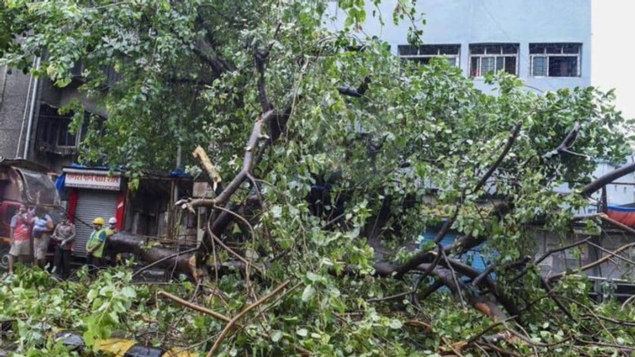 আমফানের সঙ্গে কতটা তাল মেলাল নিসর্গ. দেখে নিন ঝড় বিধ্বস্ত মহারাষ্ট্রের ছবি আমফানের সঙ্গে কতটা তাল মেলাল নিসর্গ. দেখে নিন ঝড় বিধ্বস্ত মহারাষ্ট্রের ছবি