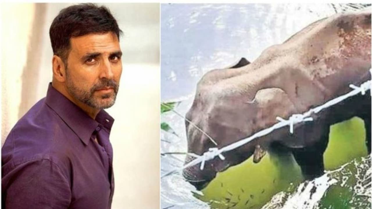 'ഹൃദയഭേദകം, മനുഷ്യത്വ വിരുദ്ധം'; കാട്ടാനയുടെ ദാരുണാന്ത്യത്തില് പ്രതികരണവുമായി അക്ഷയ് കുമാര് 'ഹൃദയഭേദകം, മനുഷ്യത്വ വിരുദ്ധം'; കാട്ടാനയുടെ ദാരുണാന്ത്യത്തില് പ്രതികരണവുമായി അക്ഷയ് കുമാര്