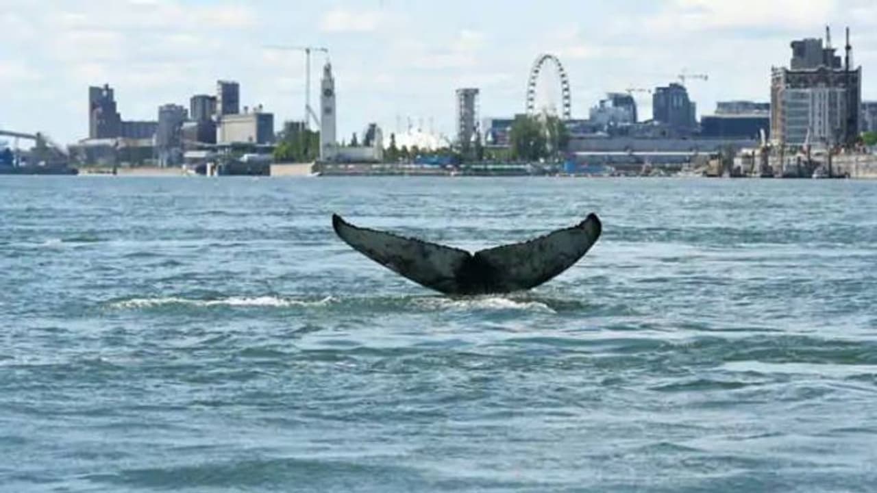 കടലില്‍ നിന്ന് നദിയിലെത്തിയ തിമിംഗലം; അമ്പരപ്പ് മാറാതെ കാഴ്ചക്കാര്‍