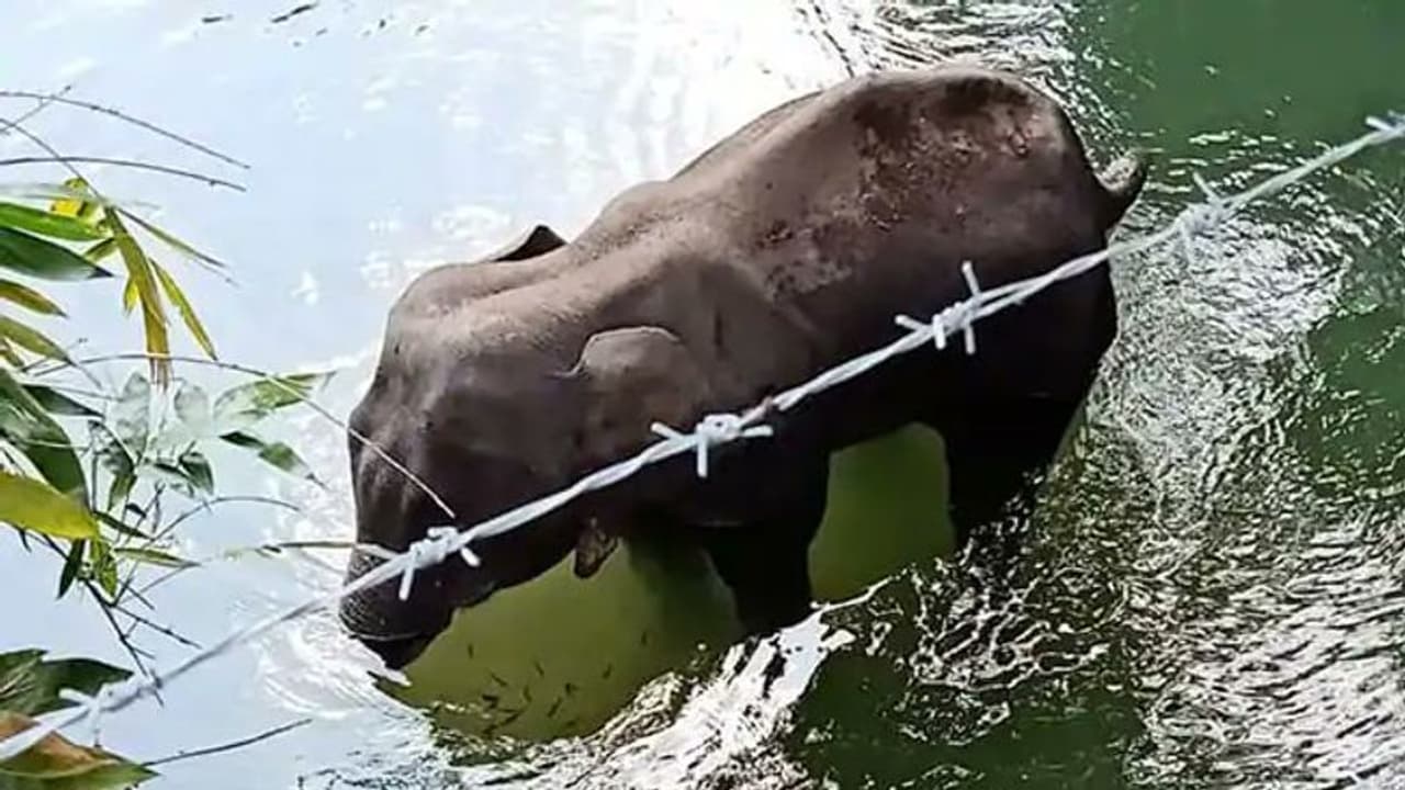 Kerala elephant killing: We will probe and nab culprits, says Union minister Prakash Javadekar Kerala elephant killing: We will probe and nab culprits, says Union minister Prakash Javadekar