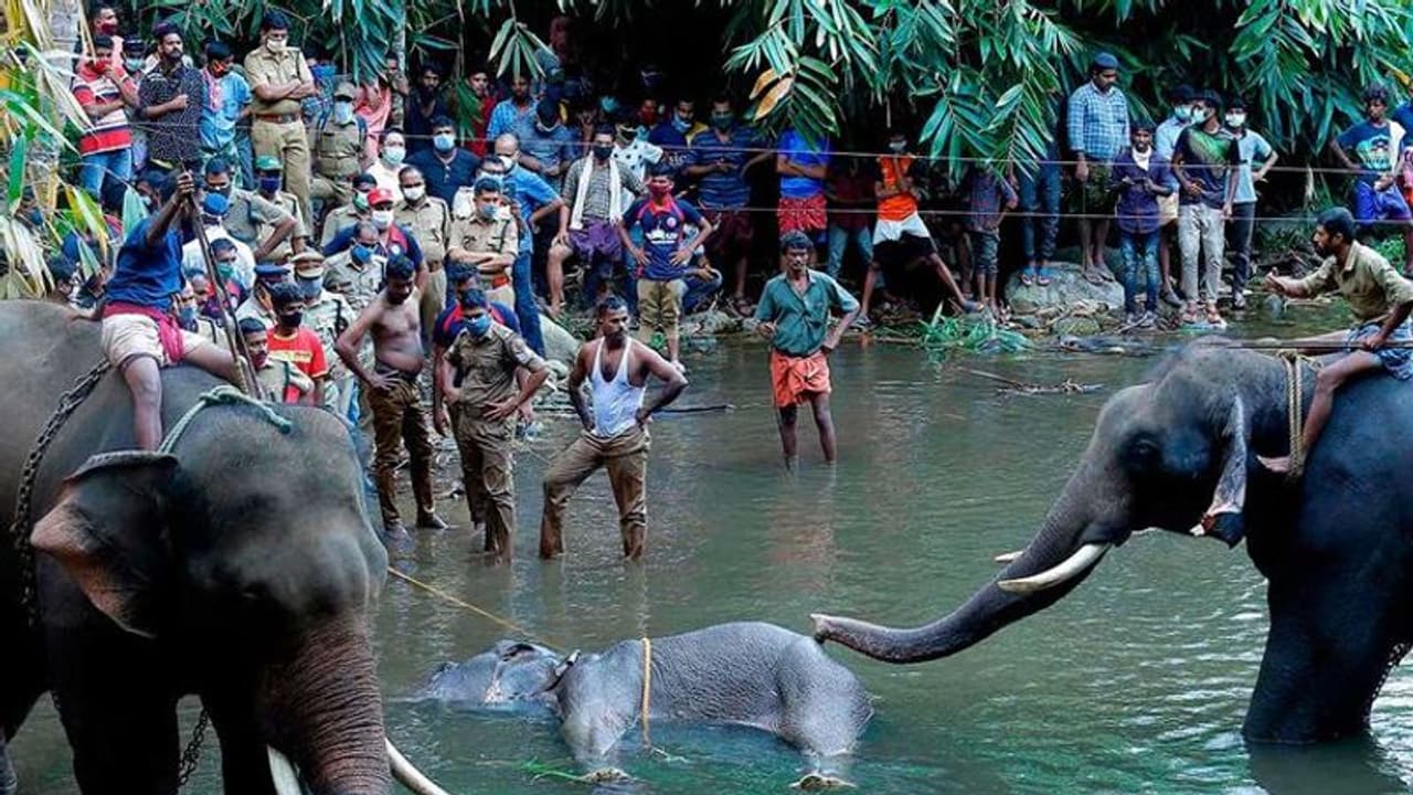 കാട്ടാനയെ രക്ഷിക്കാൻ വനംവകുപ്പ് ശ്രമിച്ചില്ലെന്ന് നാട്ടുകാർ, പ്രതികളെ ഉടൻ പിടികൂടുമെന്ന് വനംവകുപ്പ്